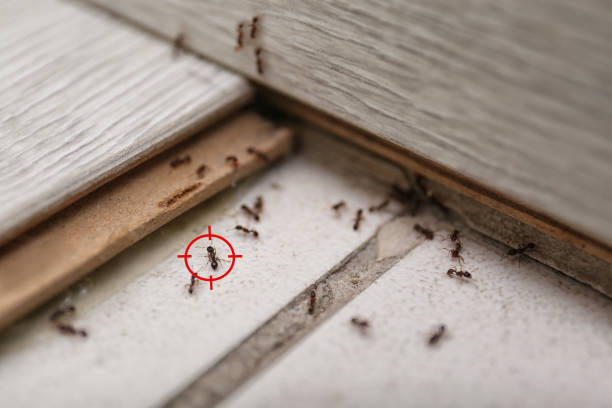 Best Local Pest Control Services  in Woodside, PA