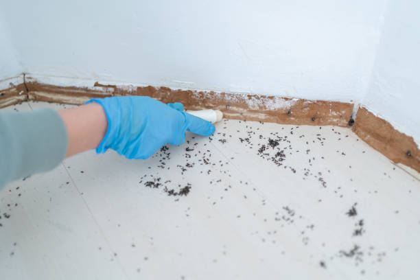 Best Flea Control Services  in Woodside, PA